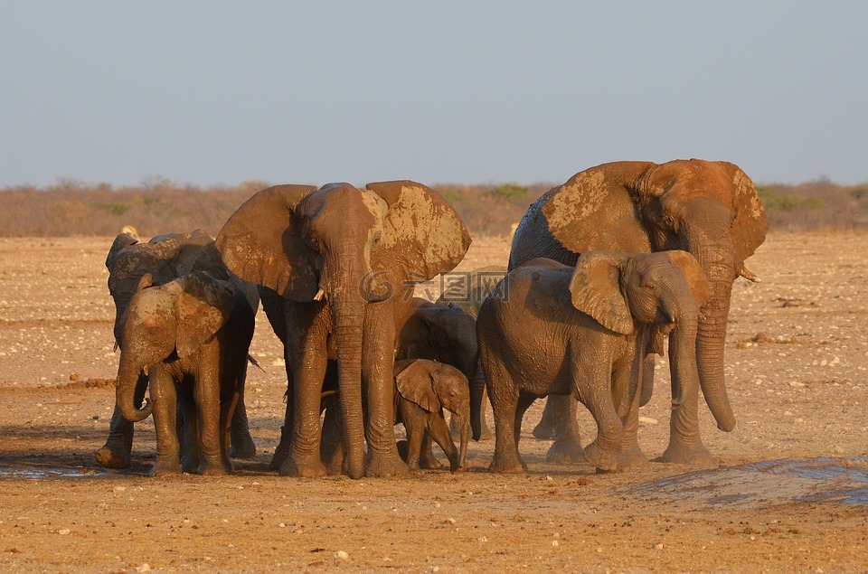 大象,etosha,非洲