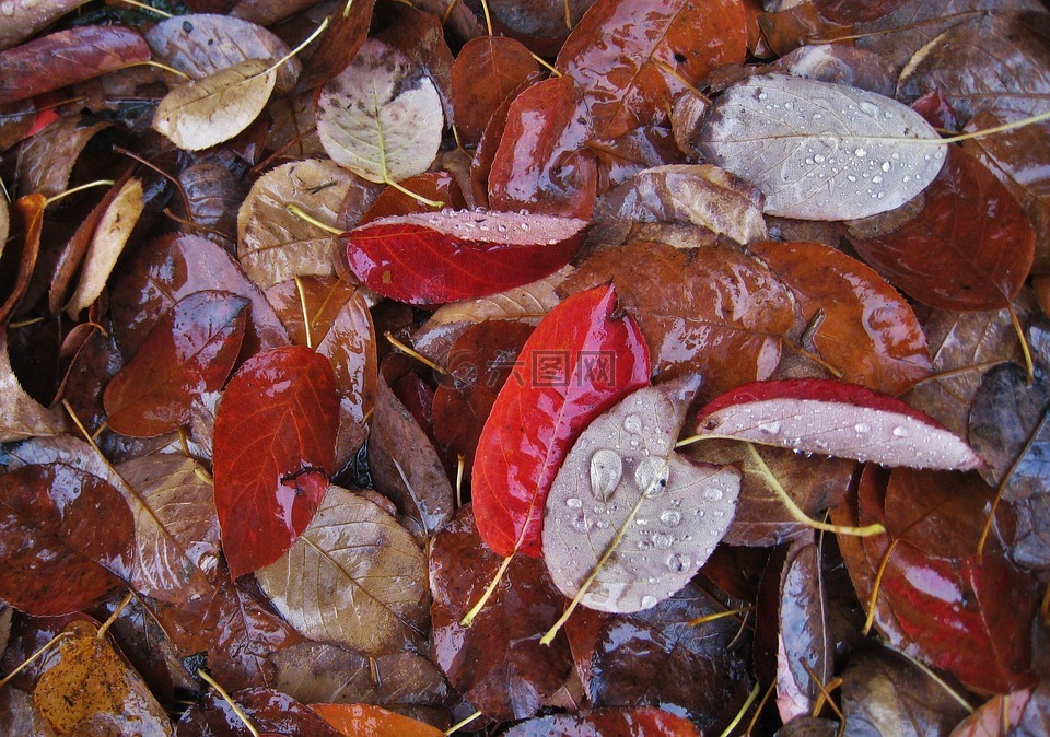 湿叶,秋天的落叶,雨滴
