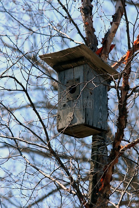 鸟笼,春天,房子里的鸟