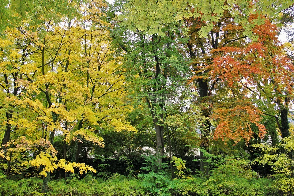 典型的秋天,树木,秋天的颜色