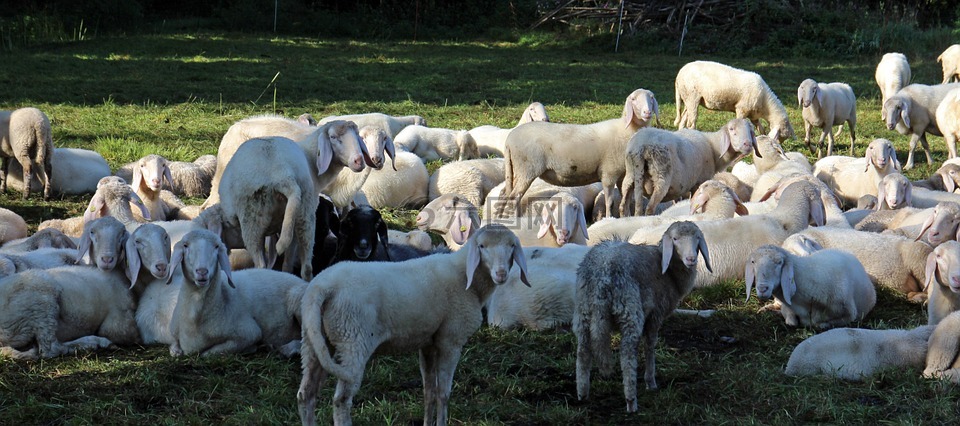 牧场,羊群的羊,一群