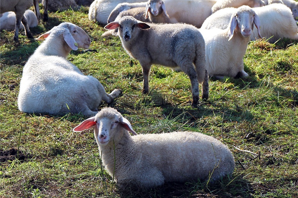 牧场,羊群的羊,一群
