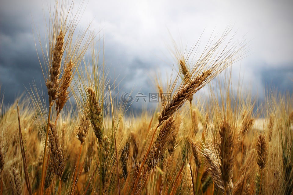 耳朵,小麦,雷暴
