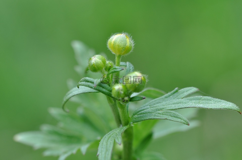 毛茛,厂,有毒植物