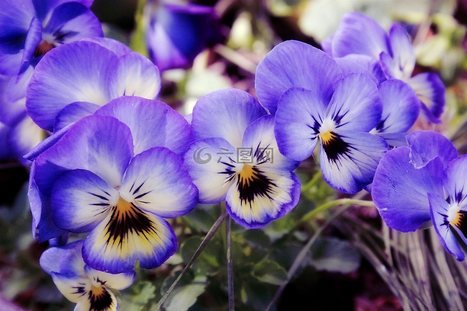 鲜花,花园,紫罗兰