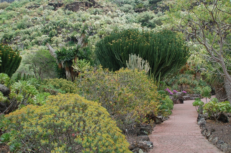金丝雀花园,性质,大加那利岛