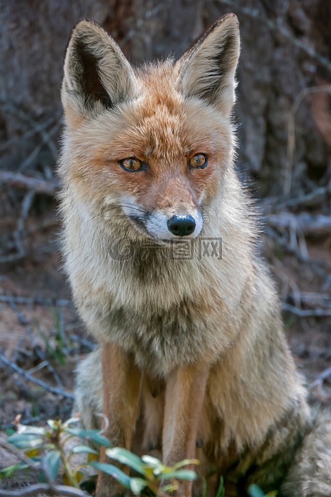 狐狸,狡猾的,野生
