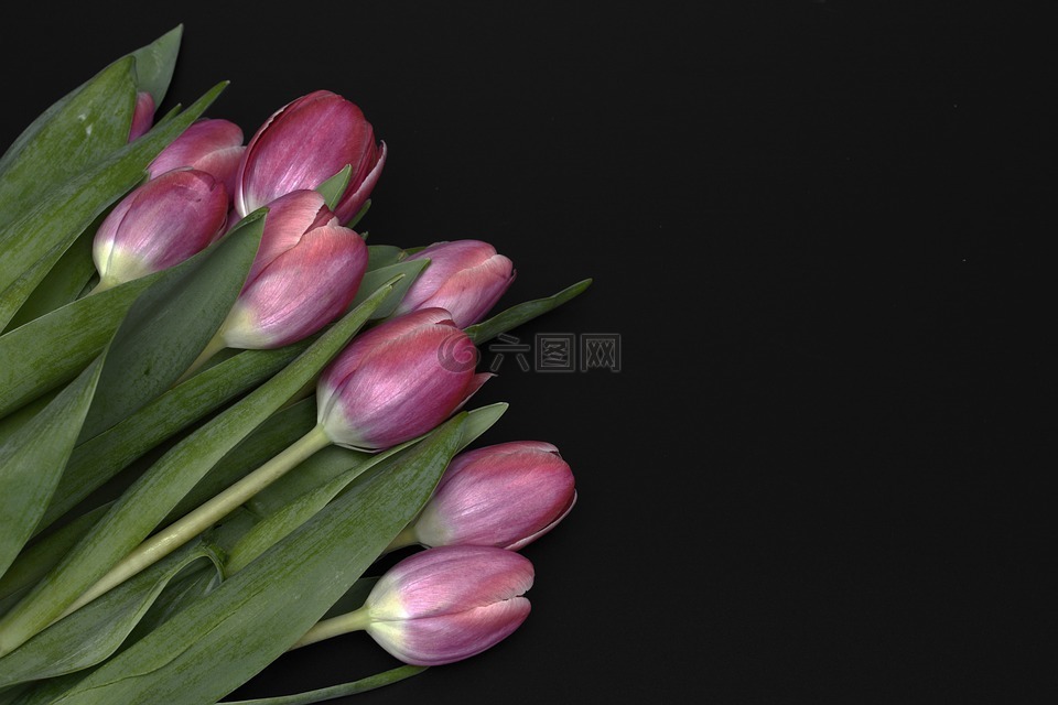 郁金香,鲜花,粉红色