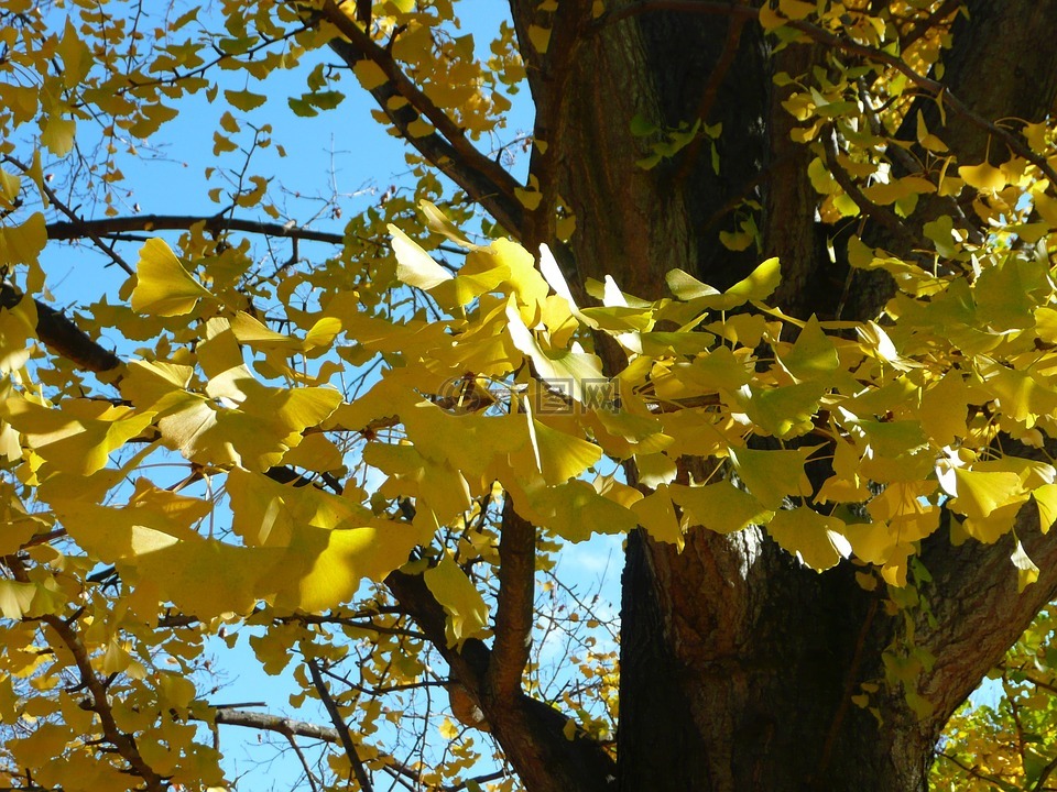 黄色,秋天的树叶,叶