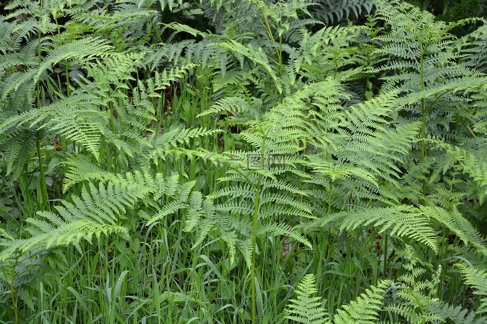 蕨类植物,林林下,绿色