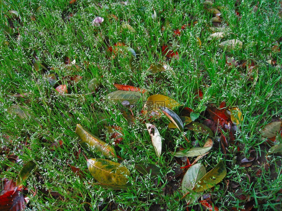 杂草,绿色,飘零的落叶