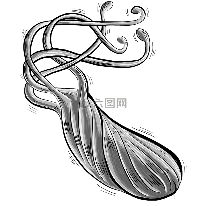 细菌,heliobacter幽门螺杆菌,幽门螺旋杆菌