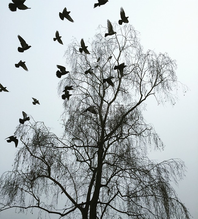 伦敦,冬天,吃了一惊的鸽子