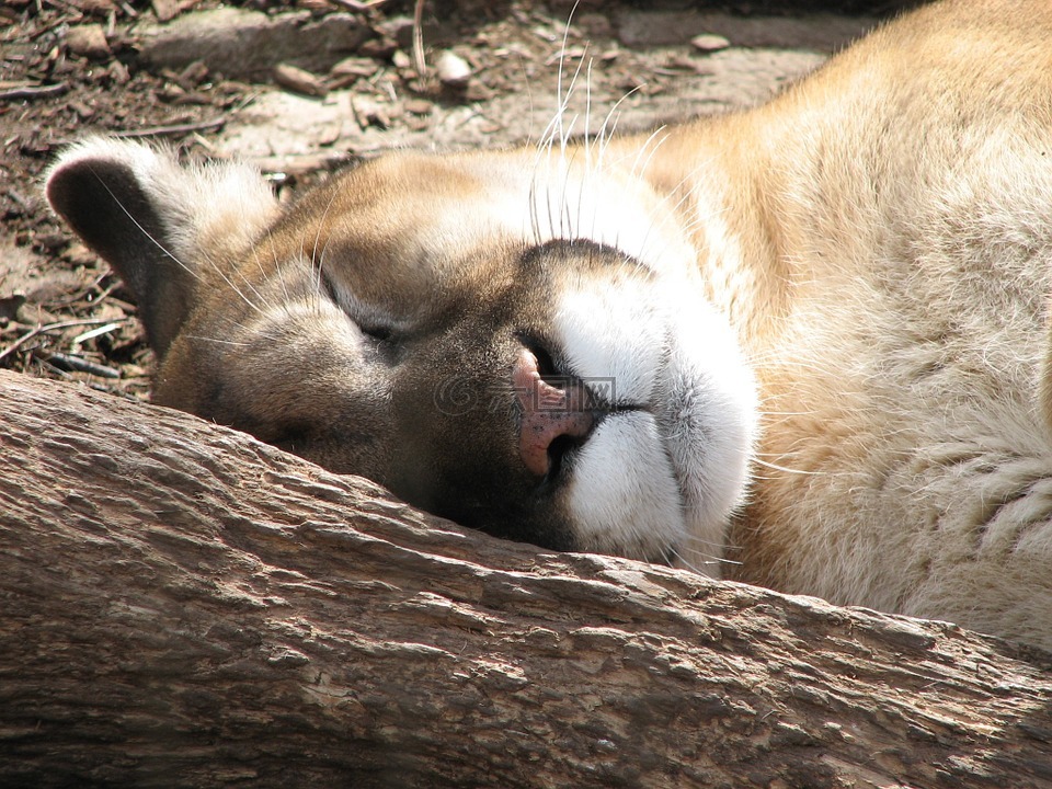 美洲狮,睡眠,动物园