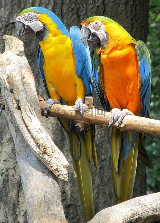 蓝色和黄色的金刚鹦鹉,鹦鹉,鸟
