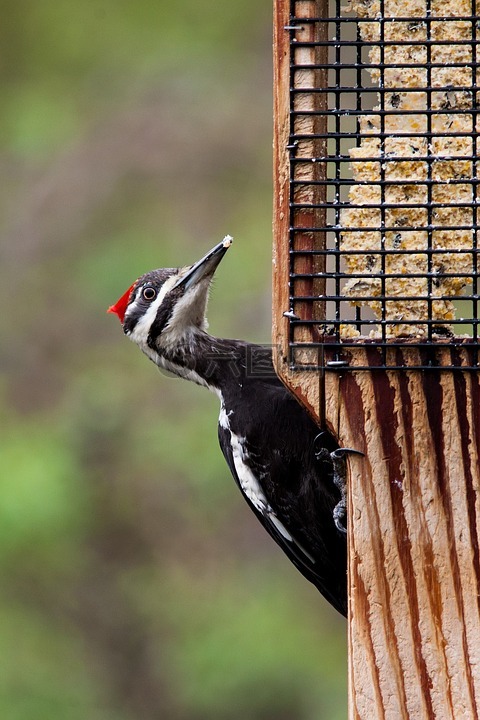 红冠黑啄木鸟,鸟,野生动物