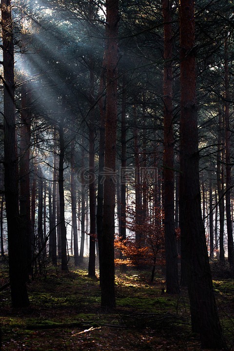 森林,光,光束