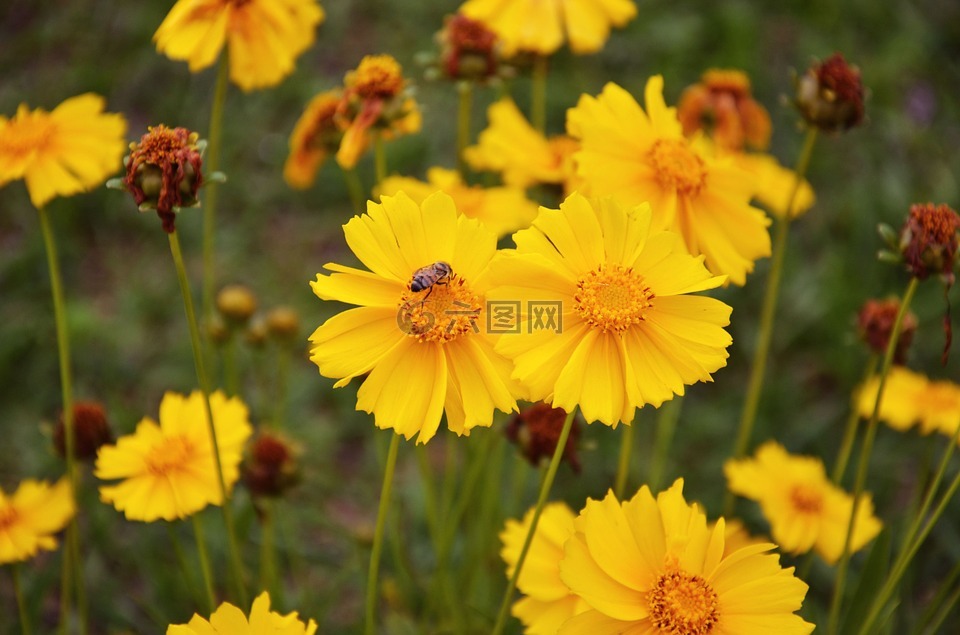 金鸡菊,鲜花,黄色