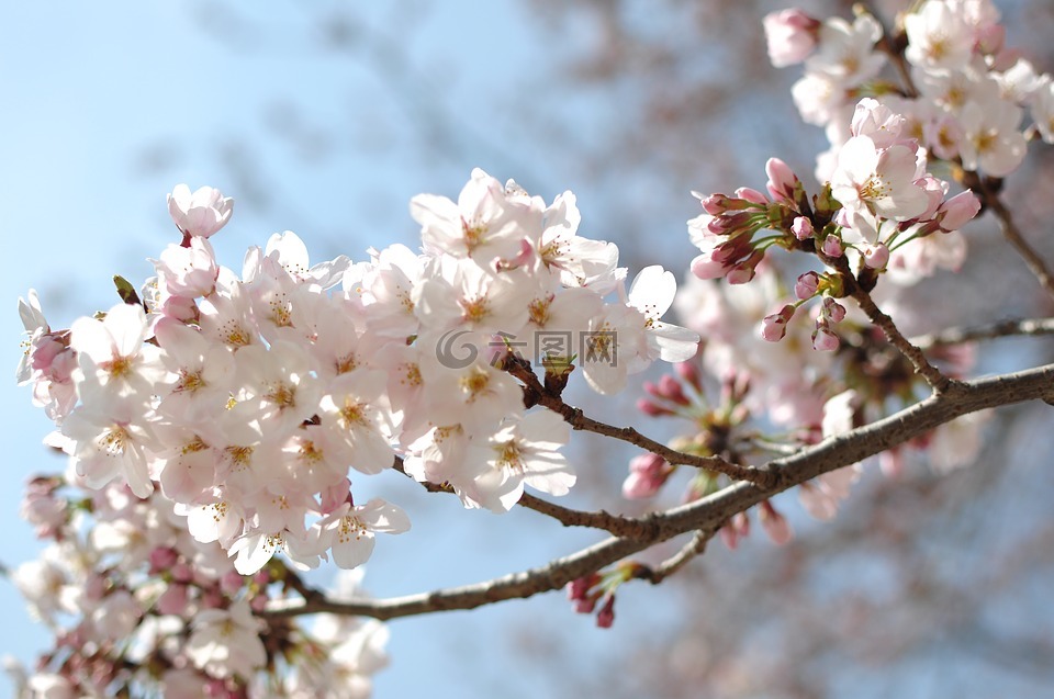 樱花,特写,日本
