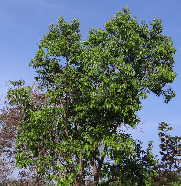 syzigium,cumini,jamun 树