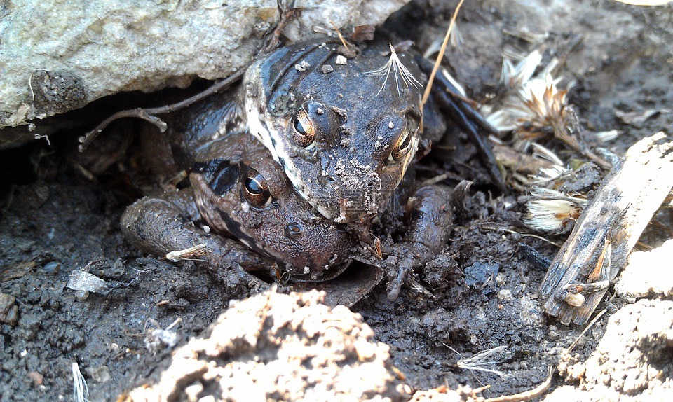 沼地的青蛙,amplexus,青蛙