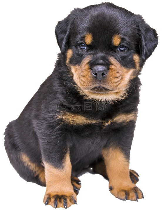 孤立 罗威纳犬的小狗 狗高清图库素材免费下载 图片编号 六图网