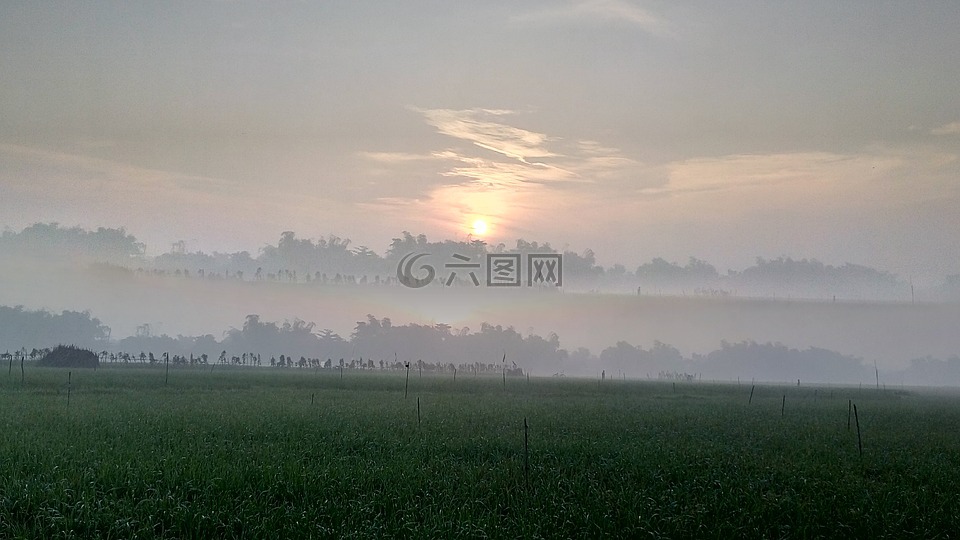 稻田,太阳升起,上午