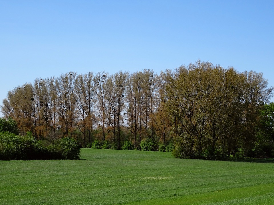 罂粟回家在莱茵河,槲寄生,树木