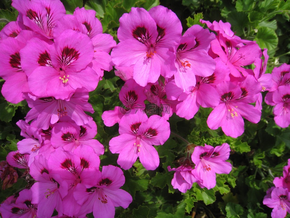 裴拉哥nyumu,粉色,鲜花