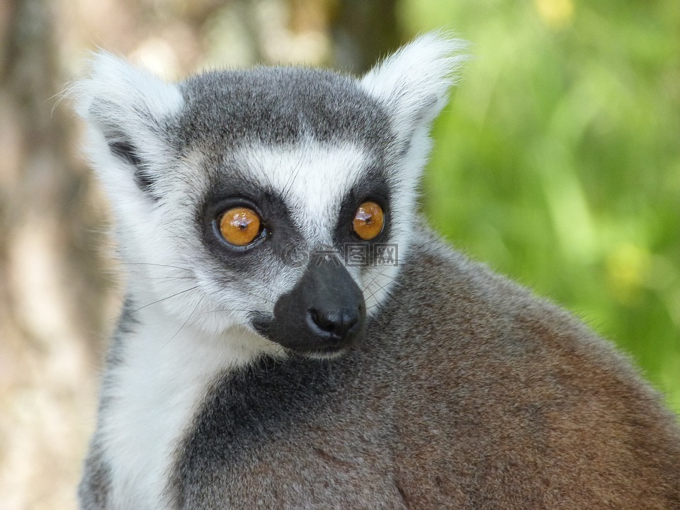 马基咔嗒,狐猴,马达加斯加