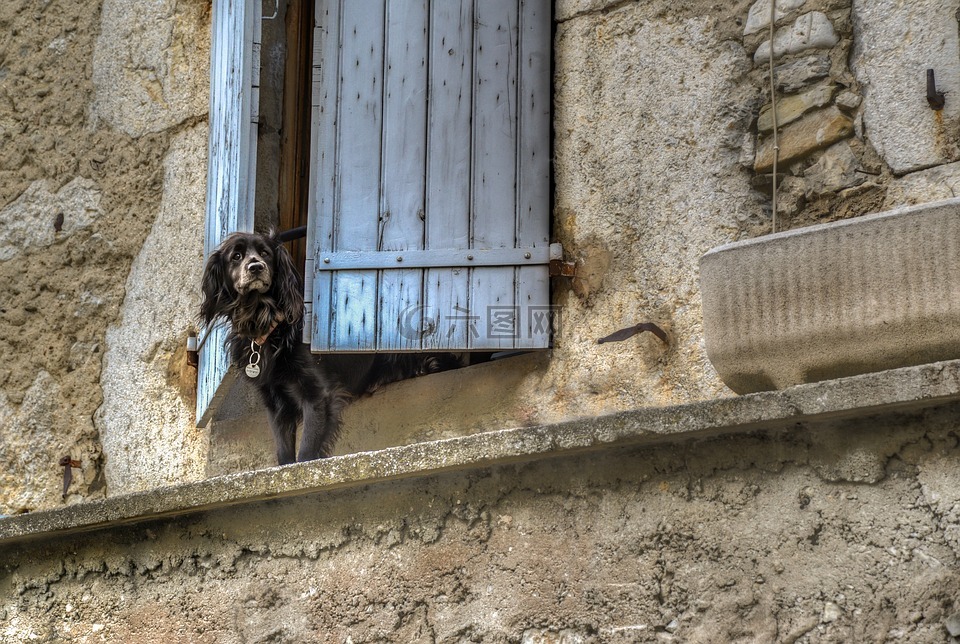 狗,窗口,等待