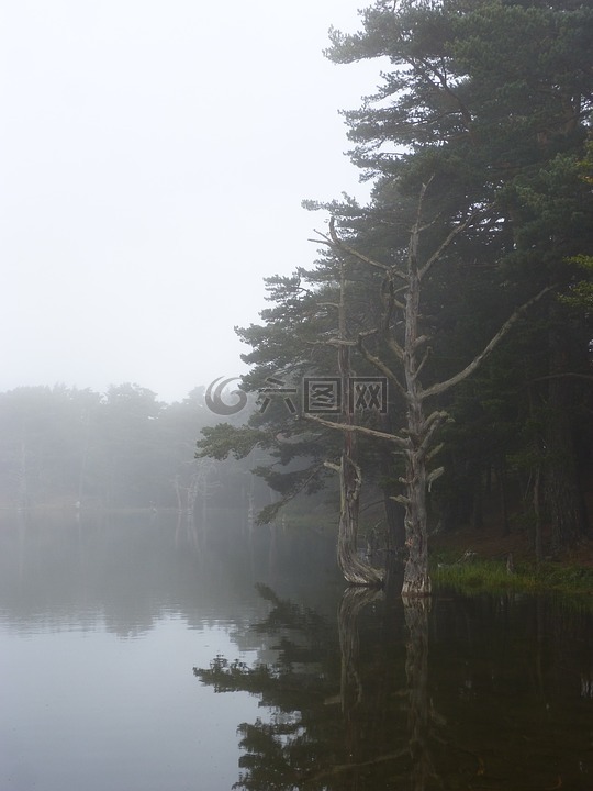 湖,雾,树桩上
