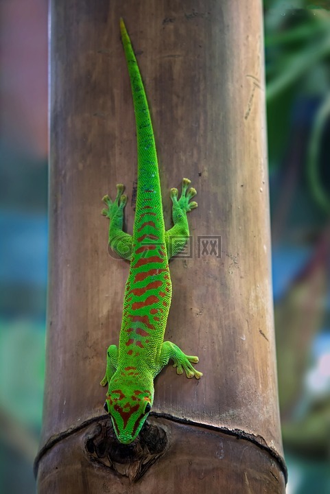 马达加斯加 taggecko,壁虎,一天只壁虎