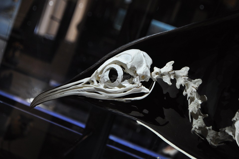 企鹅的骨架图图片