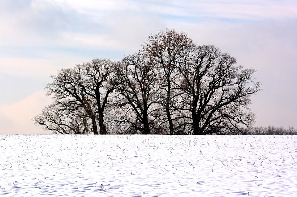 冬天,树木,格罗夫的树木