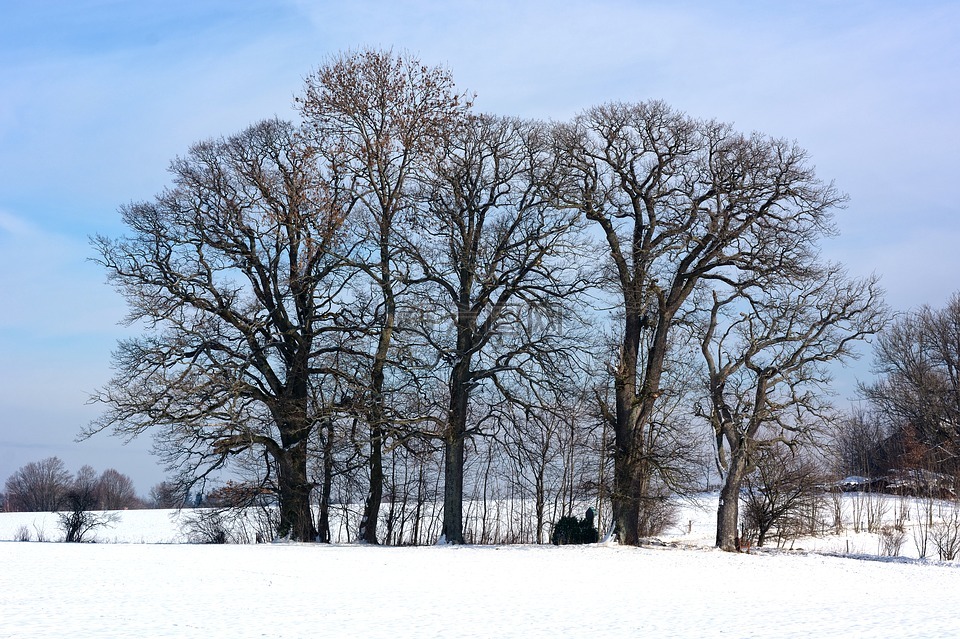 冬天,雪,格罗夫的树木