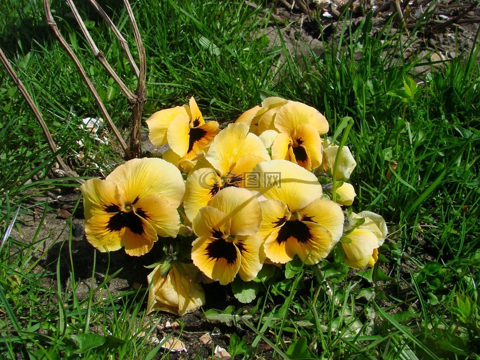 潘茜,黄三色紫罗兰,黄色的花朵
