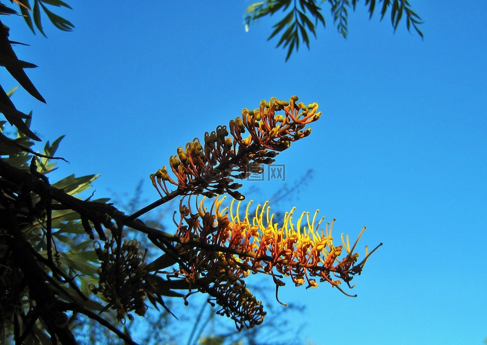 银橡树,树,鲜花