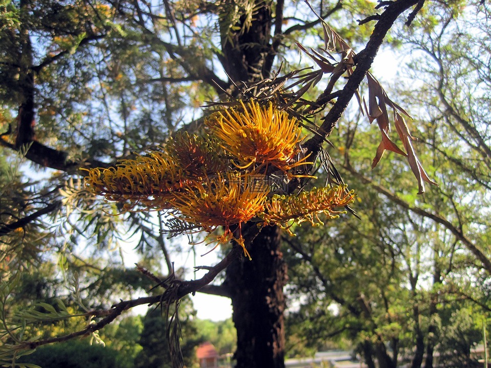 银橡树,树,鲜花