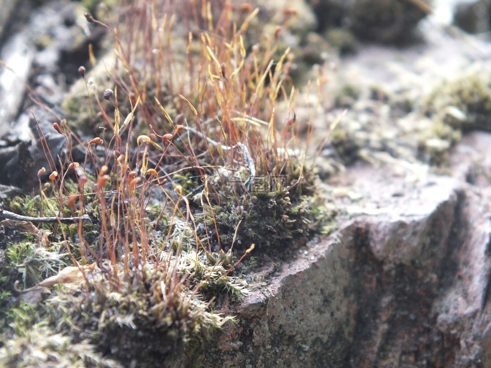 藓类植物,石头,灰色