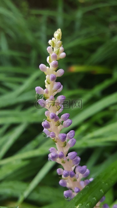 鲜花,花卉峰值,大蓝麦冬