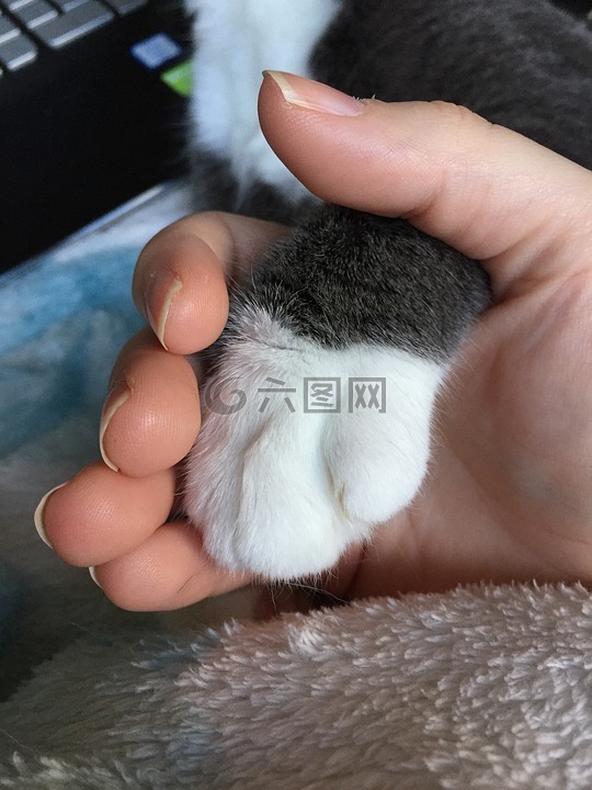 猫,灰色的猫,猫的爪子