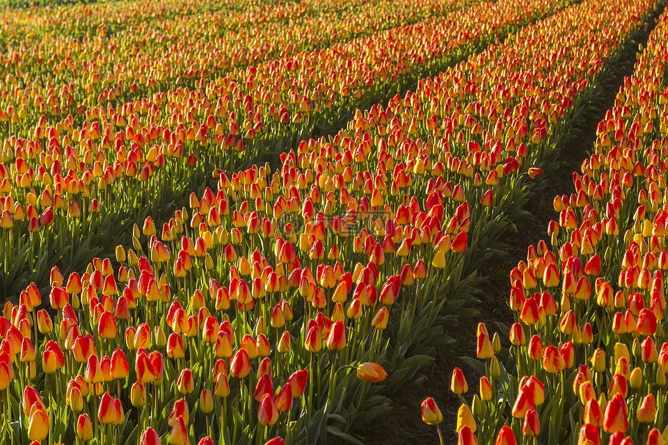 荷兰,花卉,春天