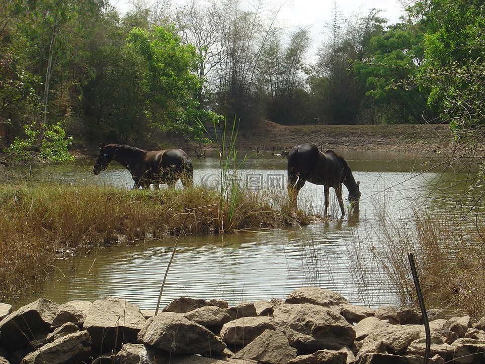 野生动物,马匹,印度