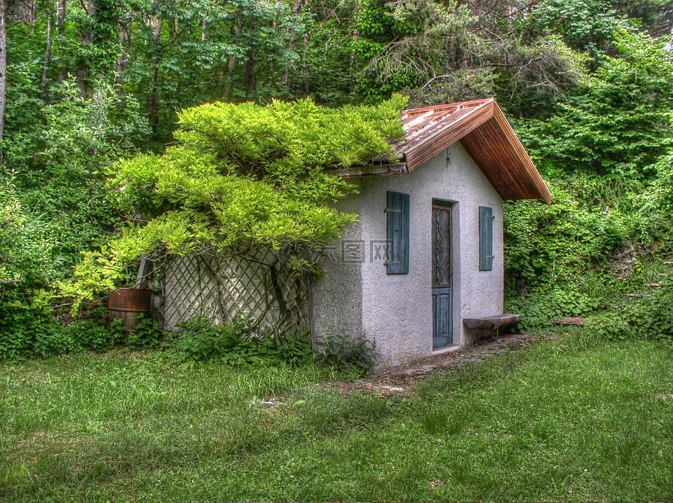 小房子,葡萄藤,树