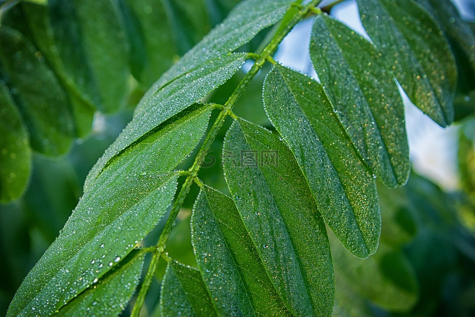 叶子,露水,绿色