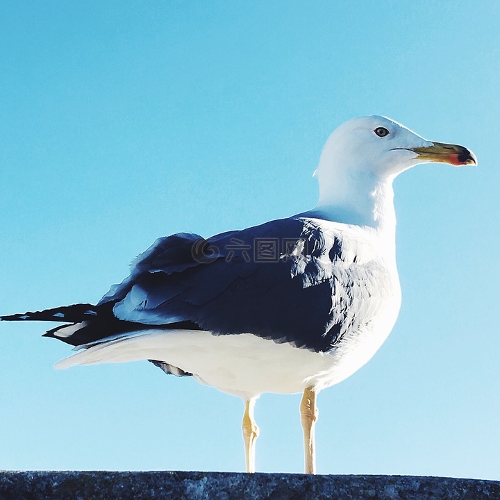 鸟,sea​​gul,天空