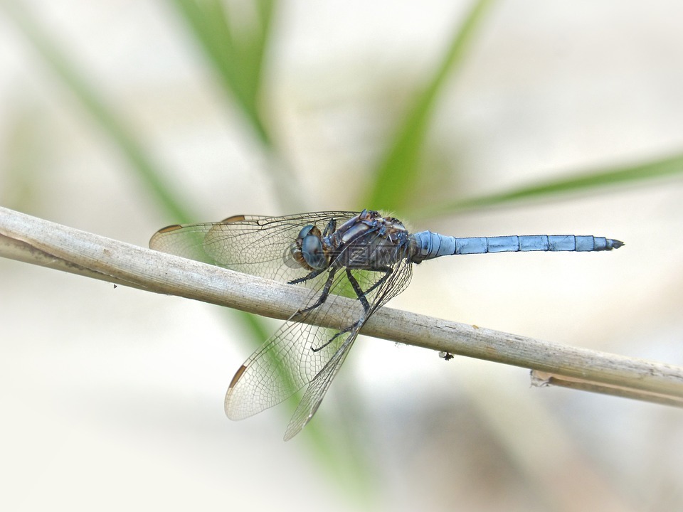 蓝蜻蜓,飞虫,灰蜻属brunneum