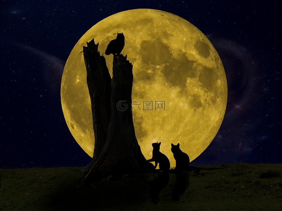 晚安,月球,猫头鹰