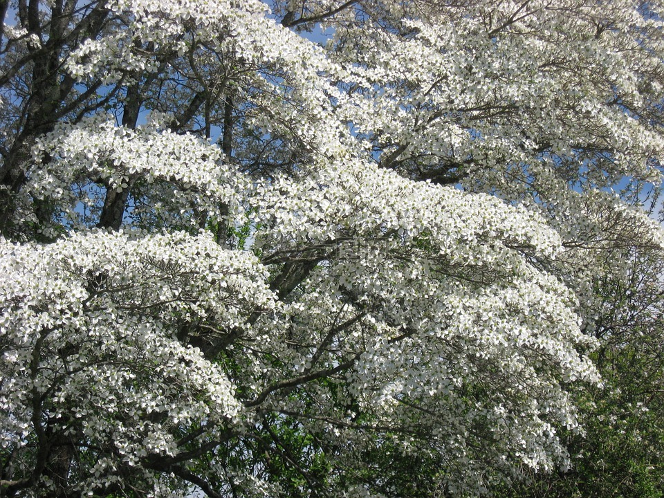 山茱萸树枝,山茱萸,步骤天堂